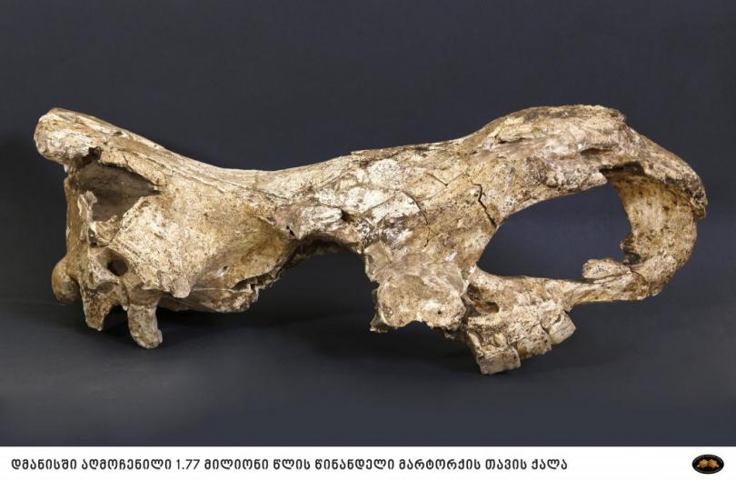 Фрагмент черепа обнаруженного в Дманиси носорога. Фото: Национальный музей Грузии
