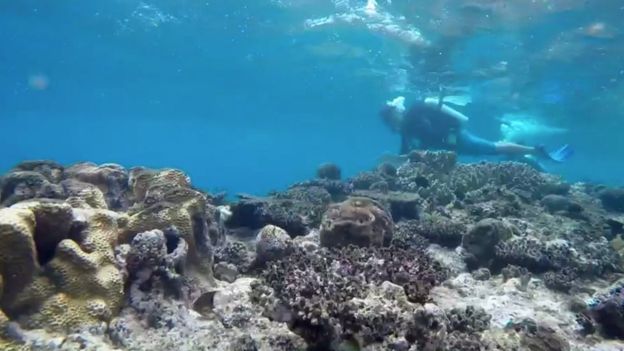Большой Барьерный риф вымирает из-за потепления воды океана