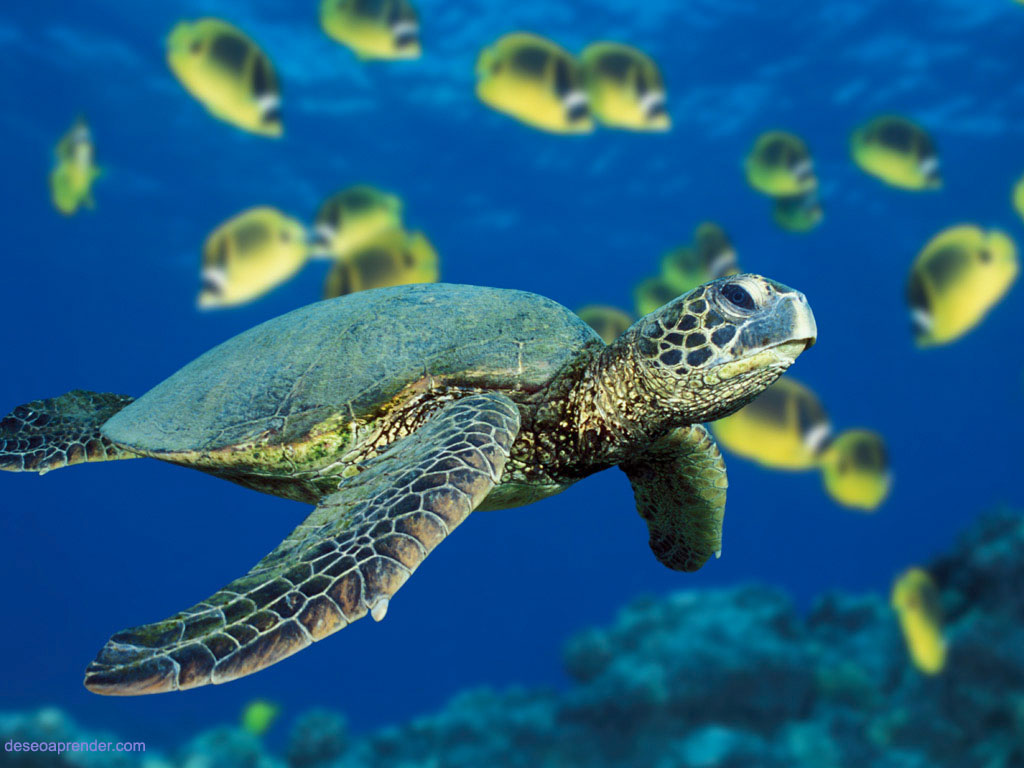 Una tortuga de mar verde nadando cerca de un banco de peces mariposa en Hawai.