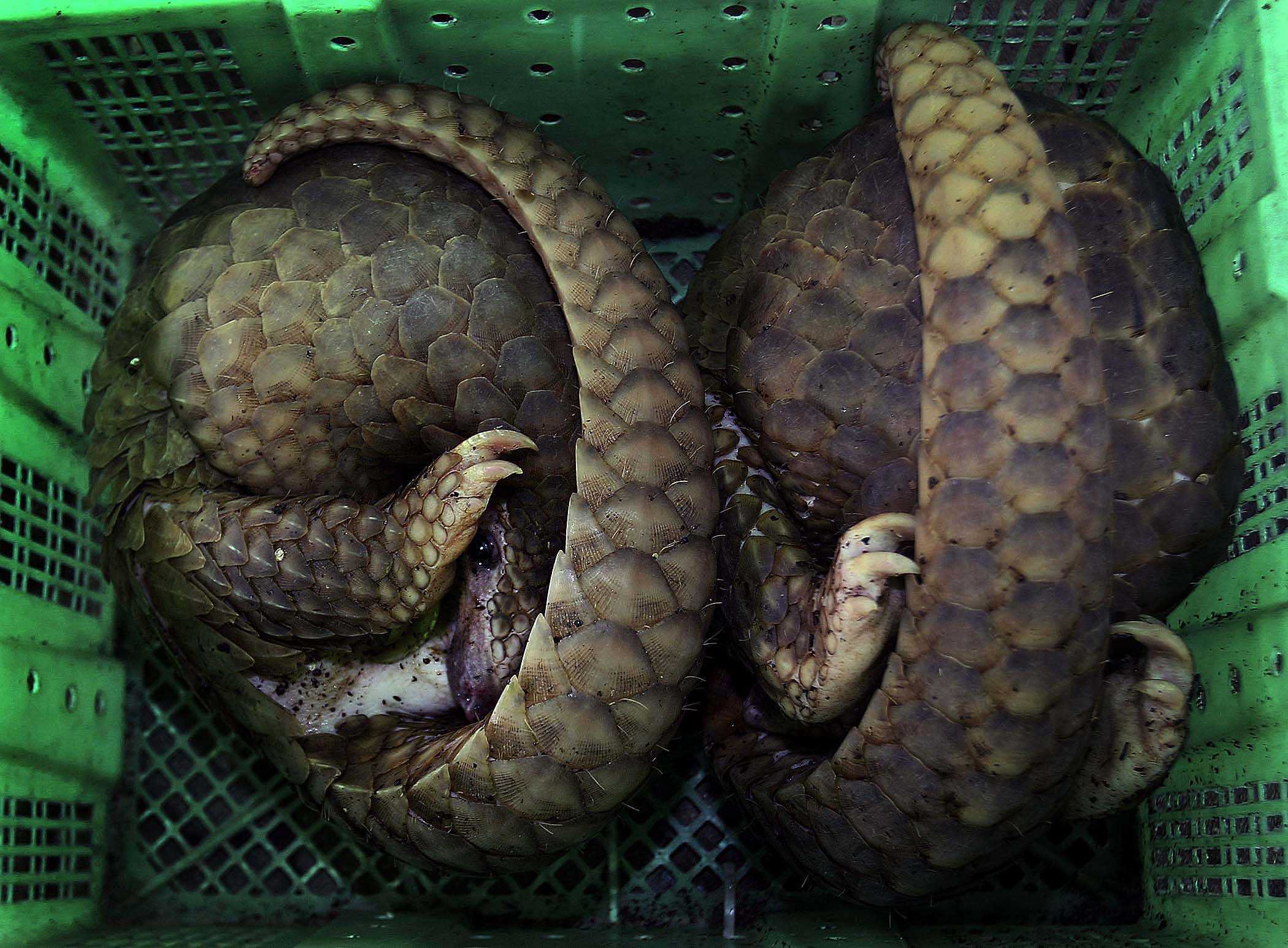 Thailand Wildlife Smuggling