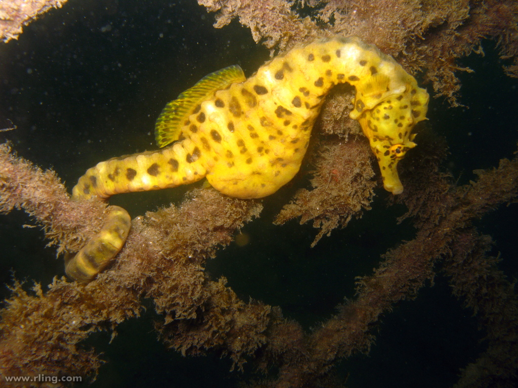 A Bigbelly Seahorse (Hippocampus abdominalis) anchored to netting. Manly Cove, Sydney Harbour, NSW