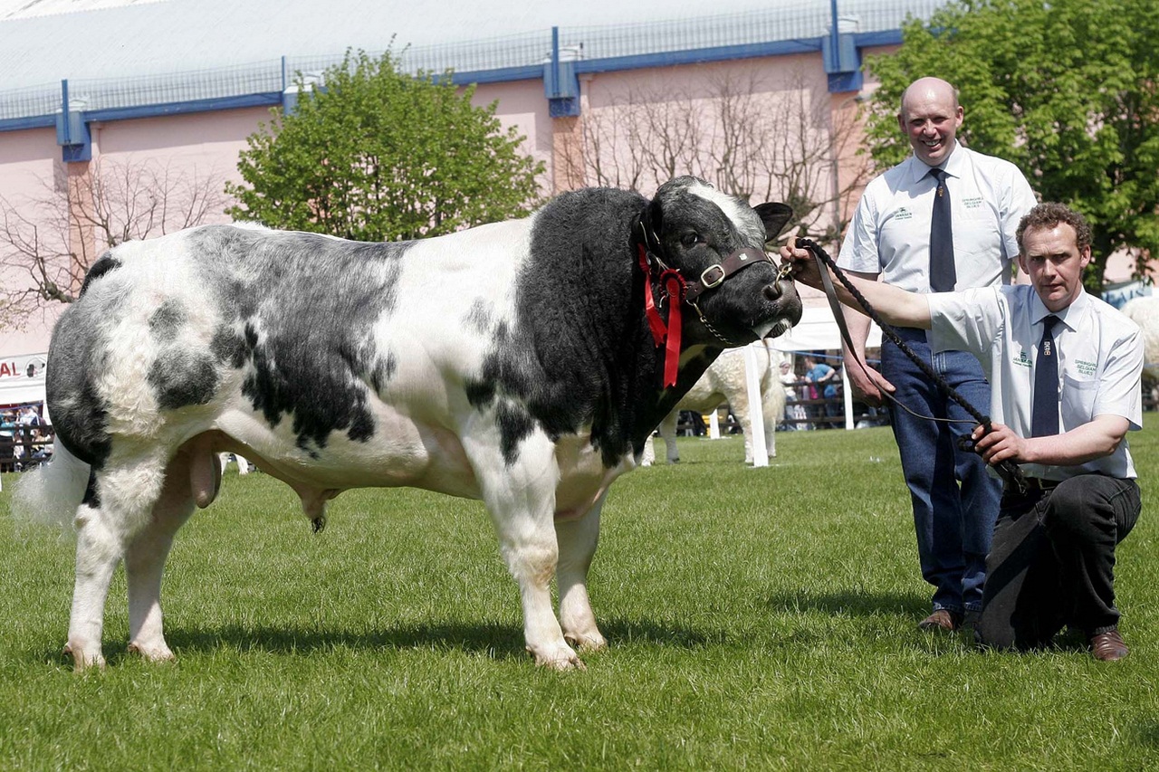 Springhill Wizzard owned by Martin Brothers, Newtownards, was the best Belgian Blue Junior Bull and Reserve Male Champion at Balmoral Show. Thomas and James Martin are pictured exhibiting the prizewinner.