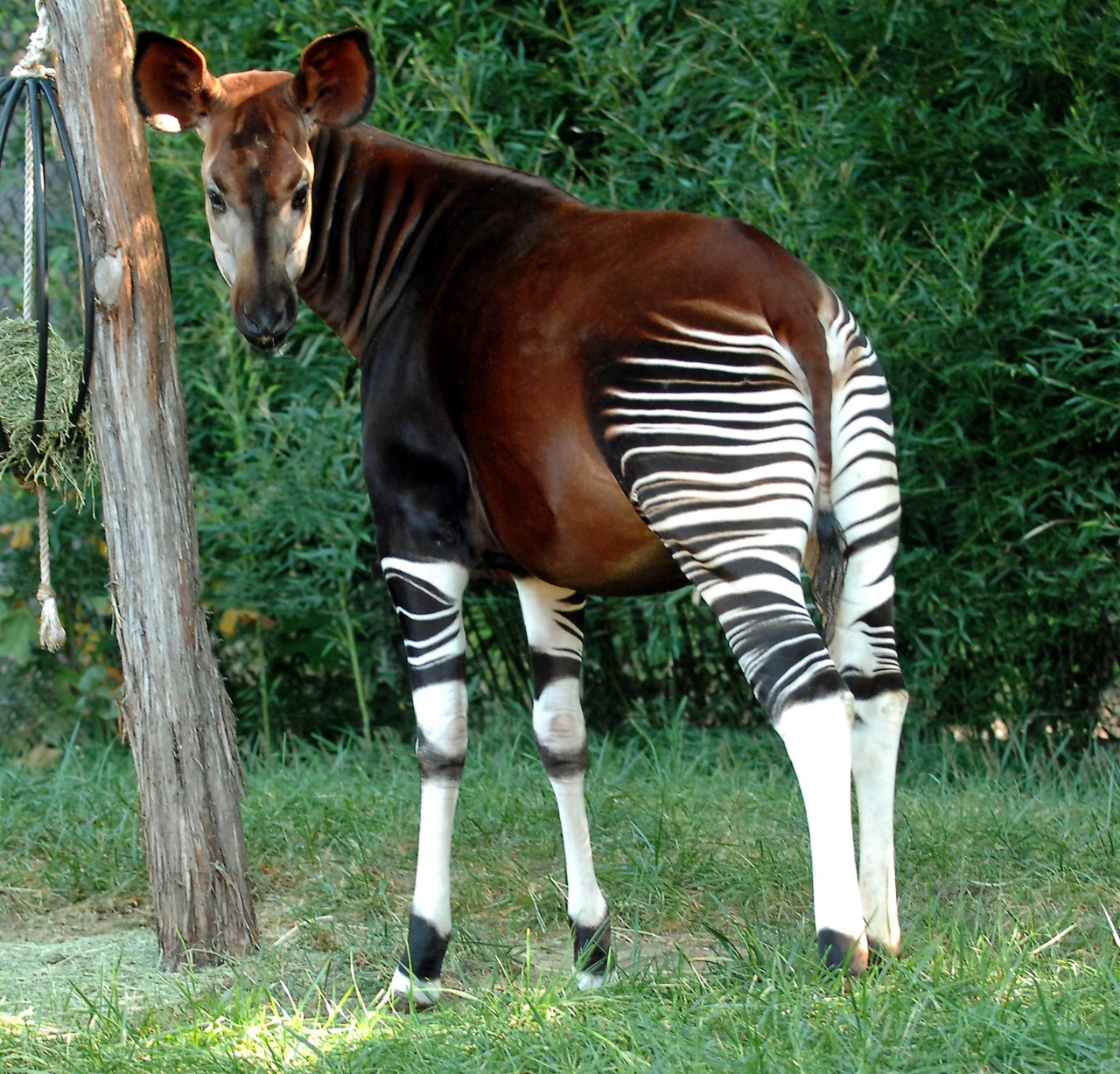 Okapi 4