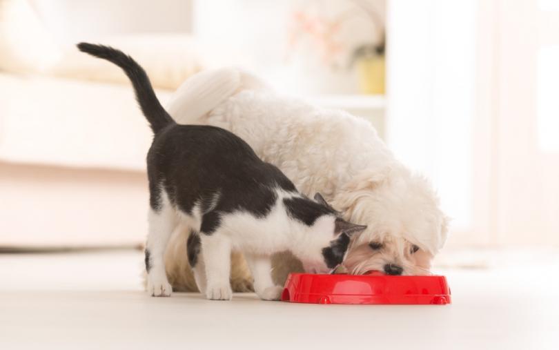 12 мифов о питании кошек и собак