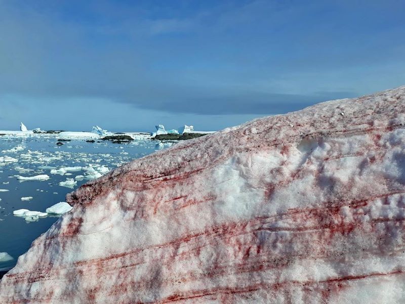 Почему кроваво-красный лед Антарктиды является жутким климатическим предзнаменованием