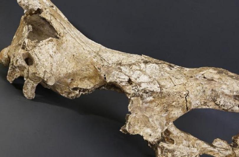 Nature: Самая древняя ДНК животного в мире – из Дманиси