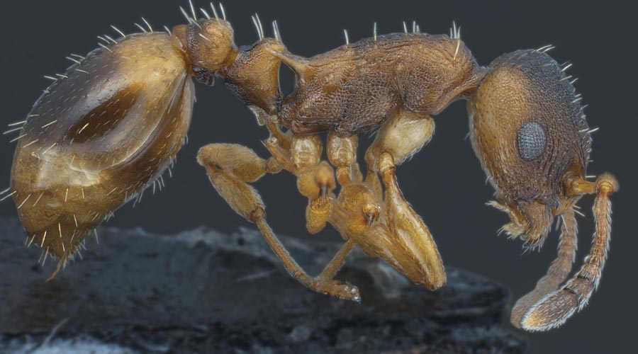 Список странных видов муравьев, существующих в мире
