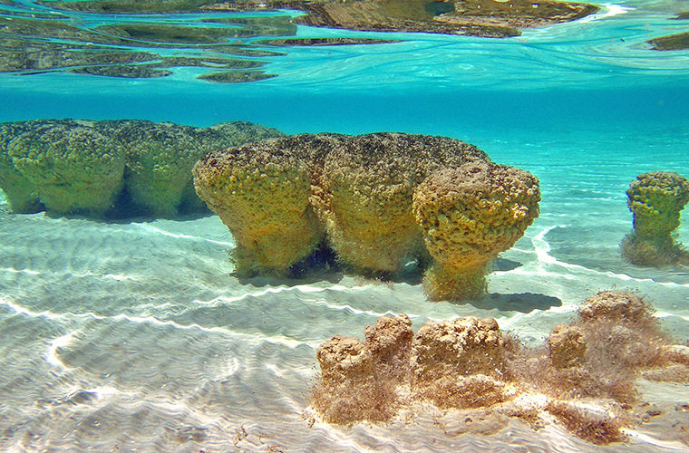  Строматолиты: живые камни
