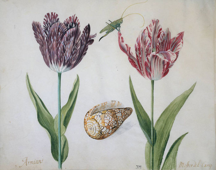 Два тюльпана, раковина и насекомое. | Фото: atlasobscura.com.