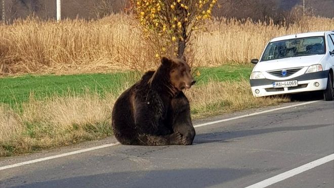 Люди боятся выходить за пределы своих деревень, чтобы не столкнуться с медведями