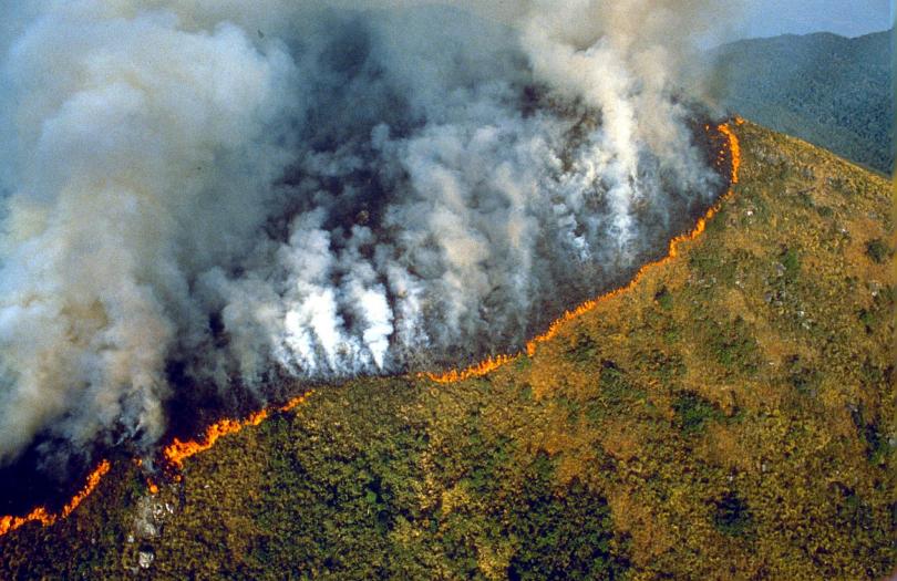 Экологов поймали на поджоге лесов Амазонии ради пожертвований 