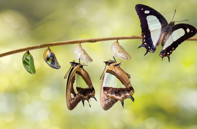 Помнят ли бабочки времена, когда были гусеницами?