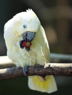 Птицы с удовольствием едят острые перцы
