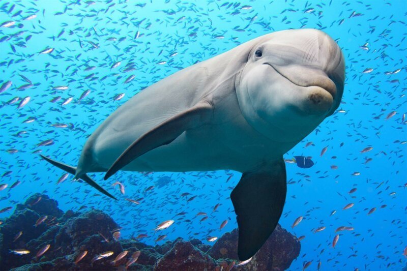 Откуда дельфины и киты получают пресную воду?