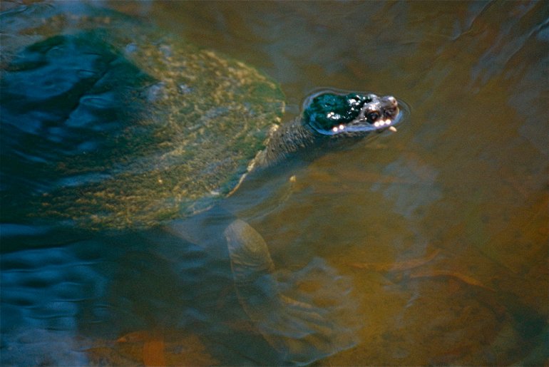 черепаха реки мэри