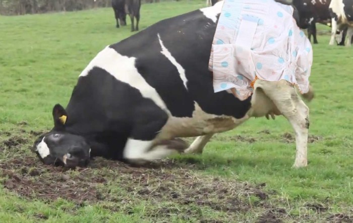 В Беларуси коров оденут в памперсы