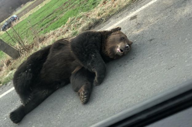 Жители Румынии были возмущены, что медведя оставили умирать на дороге