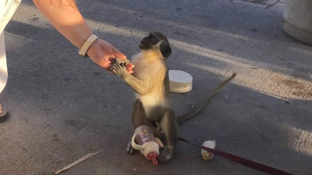 Обезьянья проблема: очаровательные мартышки на Сент-Китс объедают местных жителей