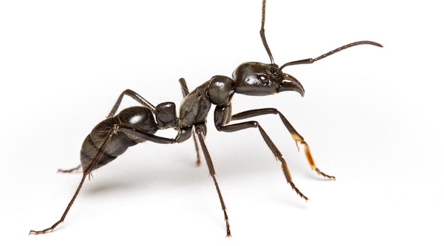 Список странных видов муравьев, существующих в мире