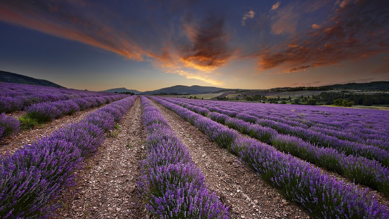Лавандовые поля провинции Прованс, Франция. Фото