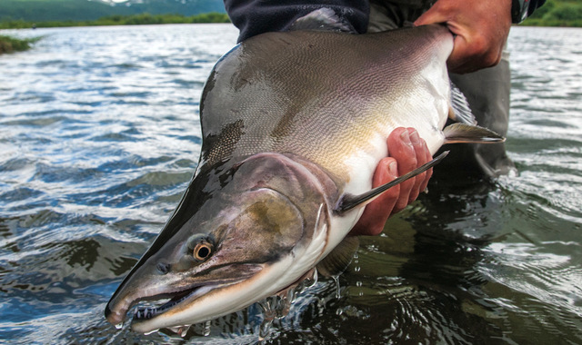 NRK (Норвегия): русские этого лосося обожают, а в Норвегии его скармливают собакам