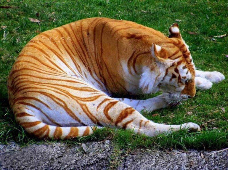 золотой полосатый тигр