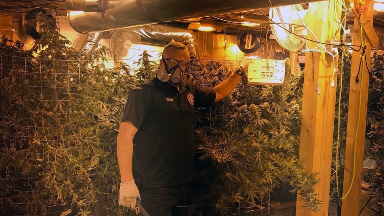 Последствия легализации марихуаны в Колорадо