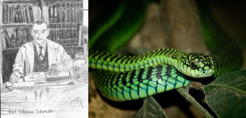 Дневник смерти: врач задокументировал последние часы жизни после укуса змеи