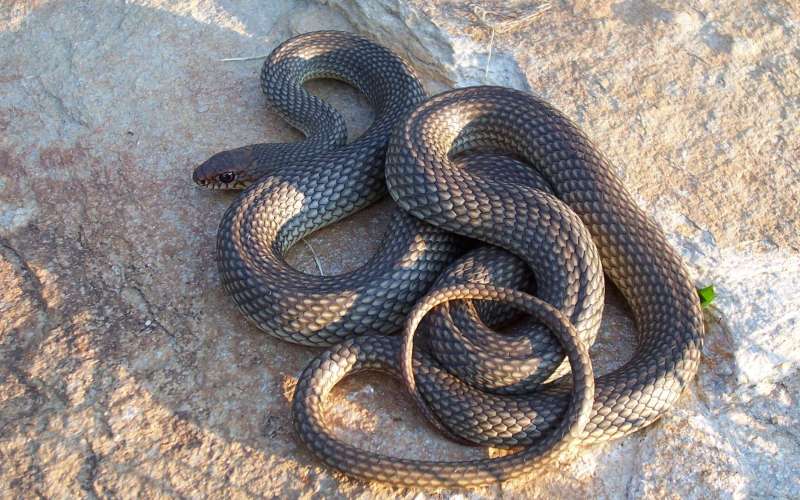 Самые распространенные мифы о змеях