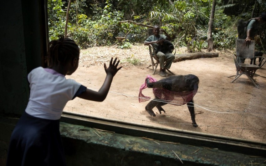 Грустные конголезские охотники. Охота в Конго Африка