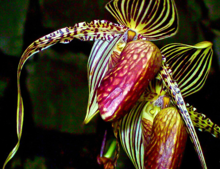 Одна из самых дорогих орхидей в мире. | Фото: specialflowersintheworld.blogspot.com.