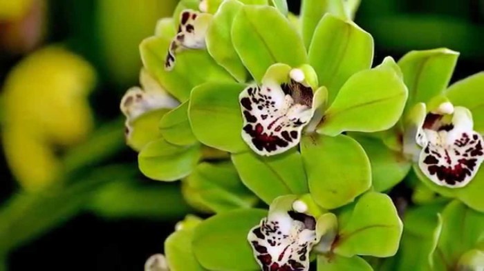 Зелёная орхидея. | Фото: stroy-podskazka.ru.