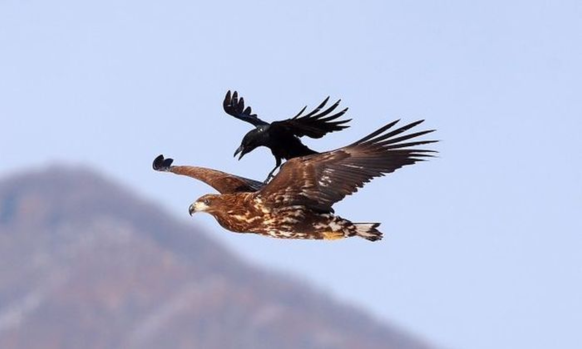 Орел и ворона