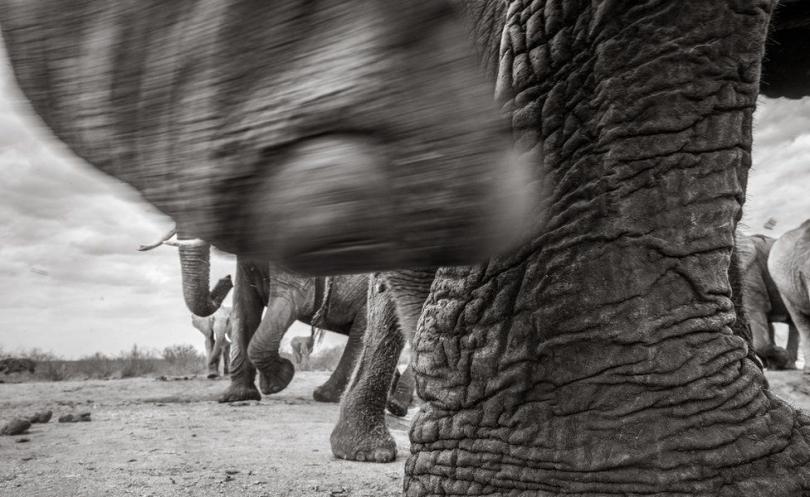 В Кении умерла "королева слонов". Ее бивни достигали земли