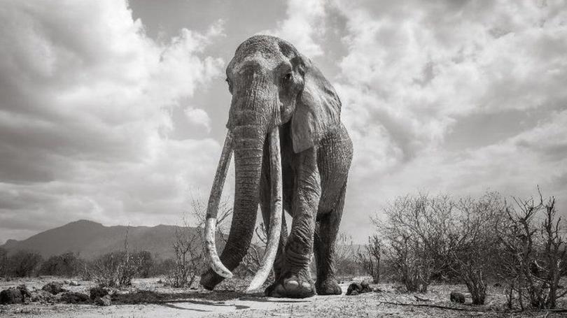 В Кении умерла "королева слонов". Ее бивни достигали земли