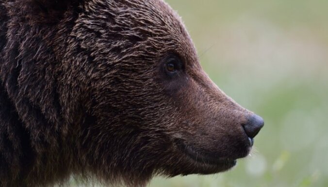 В Румынии расплодились медведи и нападают на людей