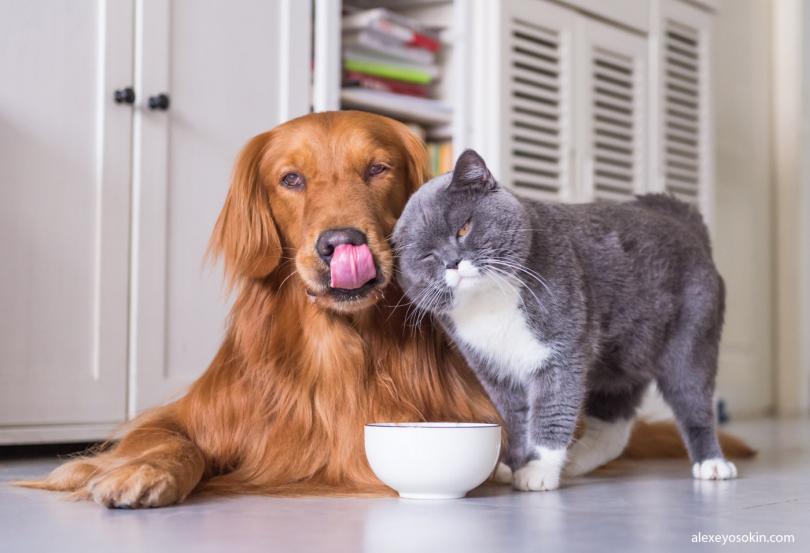 12 мифов о питании кошек и собак