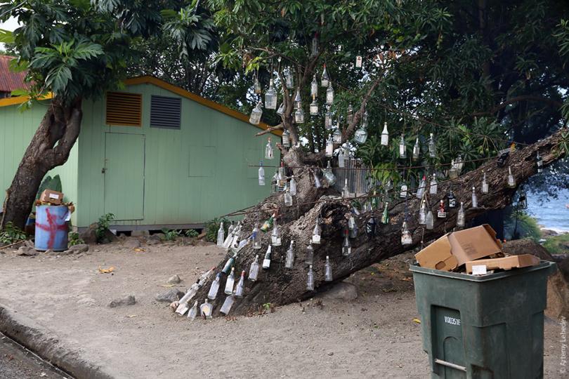 Обезьянья проблема: очаровательные мартышки на Сент-Китс объедают местных жителей
