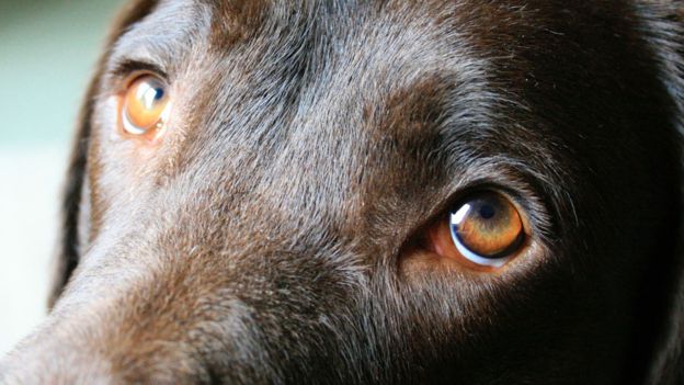 Ученые раскрыли секрет щенячьего взгляда