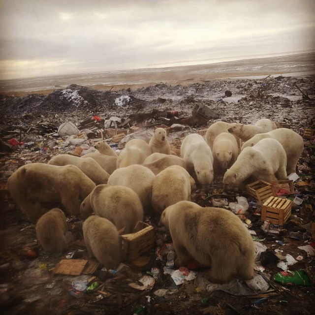 Эти фотографии шокировали Европу - нашествие медведей в Архангельской области (10 фото + 3 видео)