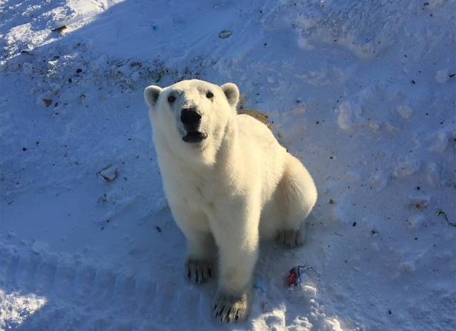 Эти фотографии шокировали Европу - нашествие медведей в Архангельской области (10 фото + 3 видео)