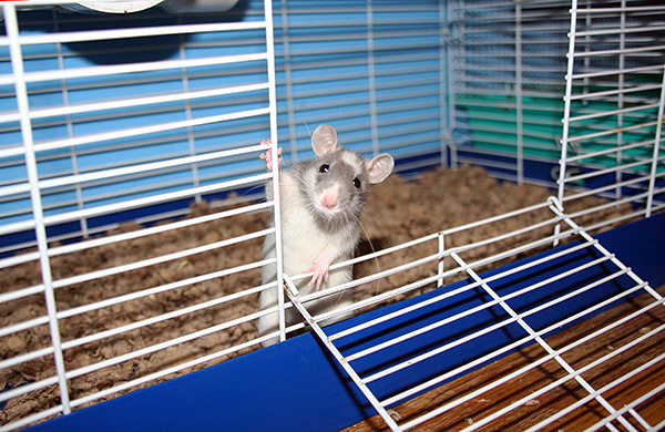 Декоративные крысы обрели светлый окрас в результате многочисленных экспериментов по селекции.