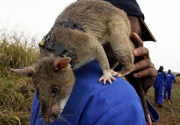 Гигантская сумчатая крыса может достигать 90 см в длину и весить почти 1,5 кг.