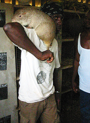 Большая тростниковая крыса может достигать в длину 61 см и весить почти 6 кг.