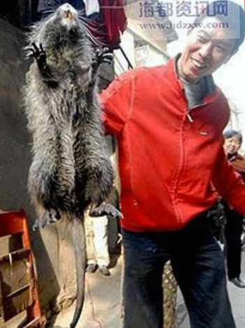 Бамбуковая крыса может достигать длины 50 см при весе 4 кг и вполне может сойти в желтой прессе за гигантского грызуна, пойманного в Китае.