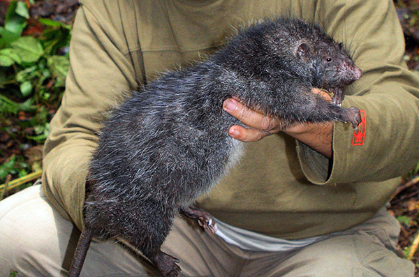 Шерстистая крыса Босави является самой большой в мире - отдельные особи достигают в длину более 80 см.