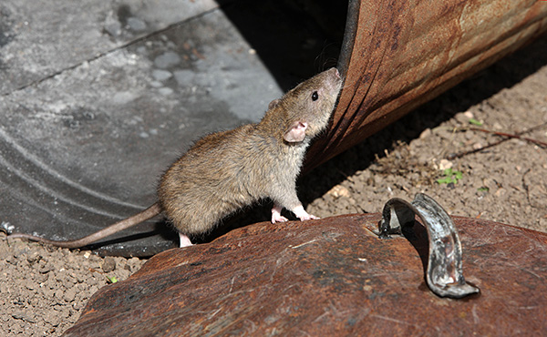 Обыкновенная серая крыса является самой распространенной разновидностью этих животных и ее тело может достигать 25 см в длину, а с хвостом - еще больше.