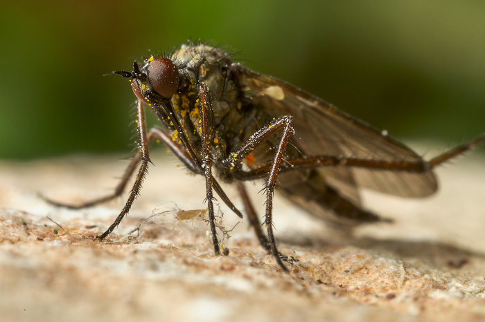 Нелюбовь к комарам основана на нескольких причинах / Фото: fotokto.ru
