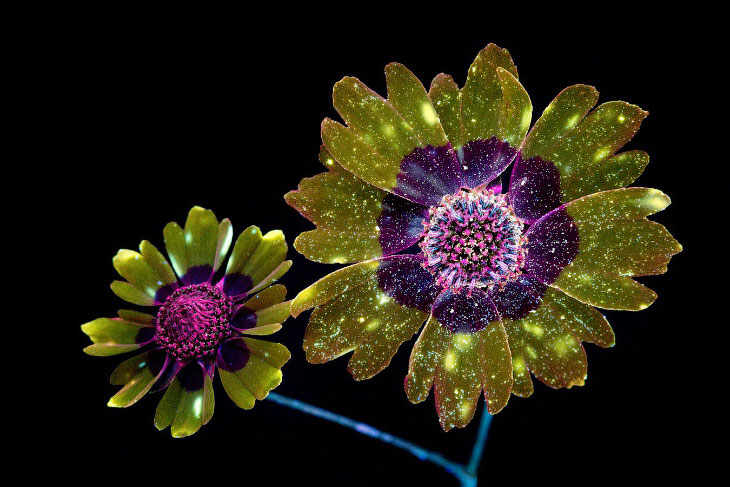 Цветы в ультрафиолете Творчество