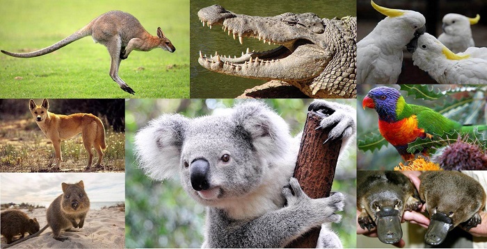 В Австралии просто огромное количество животных. /Фото: peopleandcountries.com